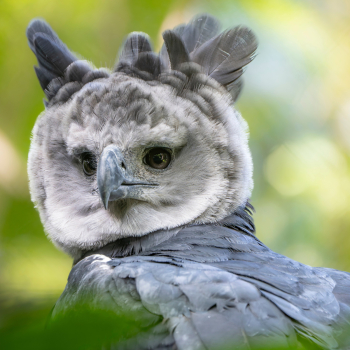 Chevêches d'Athéna